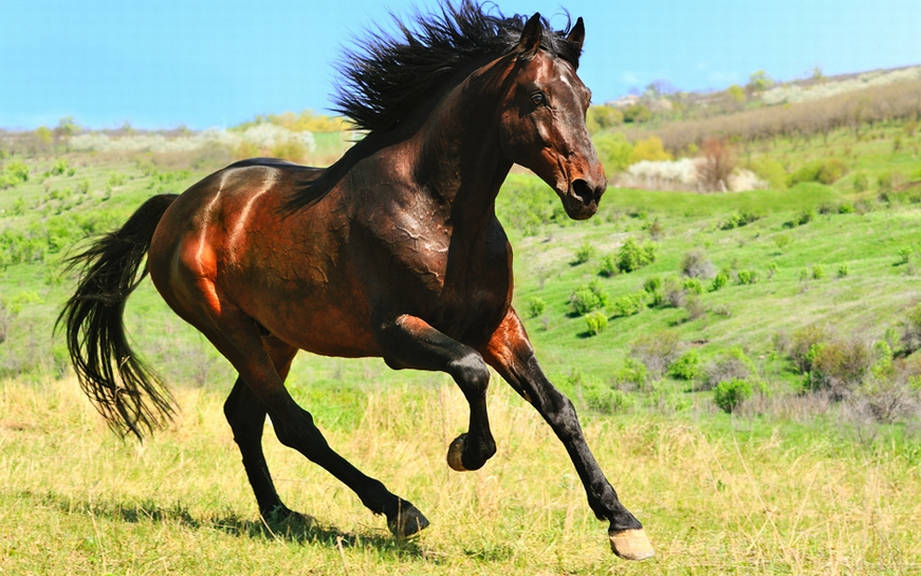 How to Say “Horse” in Spanish? What is the meaning of “Caballo”? - OUINO